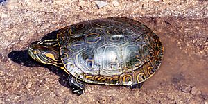 Trachemys venusta cataspila, Mesoamerican Slider, Tamaulipas