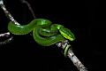 Trimeresurus albolabris (adult, female)