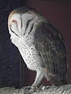 Tyto alba Barn Owl in Tanzania 5114 Nevit
