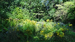 Westbere Copse 3