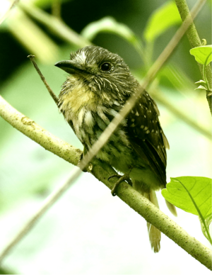 White-whiskered Puffbird