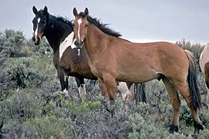 Wild Horses on Steens Mountain (6983016963)