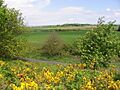 Wiveton Downs - geograph.org.uk - 113424
