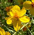 Zinnia grandiflora 2