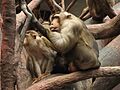 (Macaca.nemestrina-1-PragueZOO