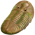 202003 Trilobite.svg