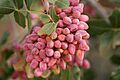 860631-Pistachio-IMG 6862-2