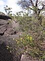 Acacia Beadleana - H6 - 23932166610