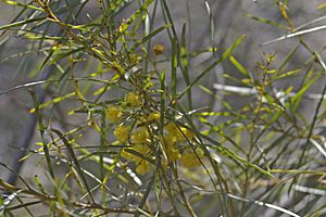 Acacia elongata.jpg