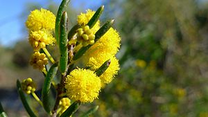 Acacia ericifolia in flower (7159710191).jpg