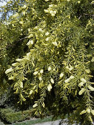 Acacia verticillata.jpg