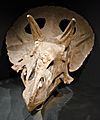 Adult Triceratops
