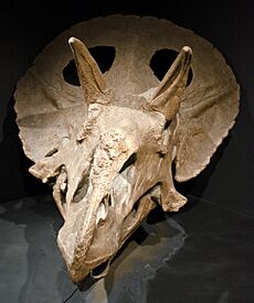 Adult Triceratops