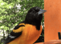 Adult male Baltimore oriole at grape jelly feeder