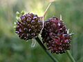 Allium vineale02