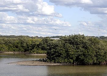 Anclote River from Alt19 East.JPG