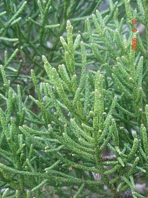 Athrotaxus cuppresoides, Cradle Mountain NP, Tasmania (2519944853)