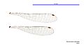 Austrocnemis splendida male wings (34664731402)