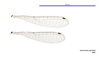 Austrocnemis splendida male wings (34664731402)