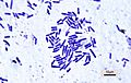 Bacillus subtilis 2