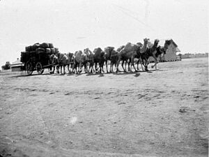 Bales of wool Ivanhoe 1928