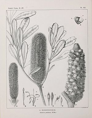 Banksia paludosa illustration