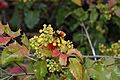 Berberis aquifolium 4207