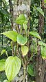 Betel Piper betle
