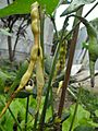 Black-eyed pea pods on plant in Hong Kong