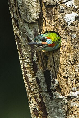 Blue-eared Barbet - Thailand