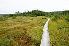 Boardwalk through Ponkapoag Bog Clearing.jpg