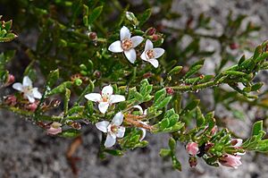 Boronia nana pubescens