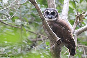 Brown Wood Owl1.jpg