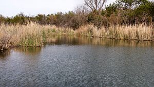 Buffalo Wallow Abilene State Park Texas 2023