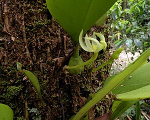 Bulbophyllum baileyi var alba.jpg