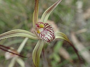 Caladenia straminichila 01