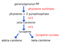 Carotenoidsynthesis