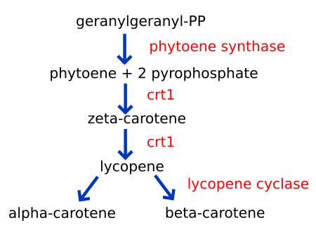 Carotenoidsynthesis
