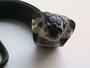 Chinese cobra
