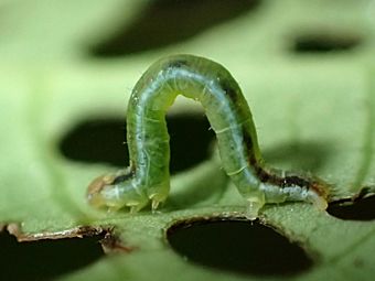 Cleora scriptaria larva by Tony Wills