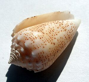 Conus arenatus.shell001
