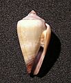Conus fuscoflavus 001