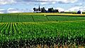 Corn Fields, Iowa Farm 7-13 (15277889101)