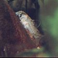 Corydoras panda Juvenile