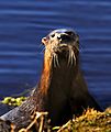 Curious Otter at Lake Woodruff National Wildlife Refuge - Flickr - Andrea Westmoreland