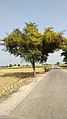 Cuscuta on Ziziphus mauritiana Tree in Punjab, India