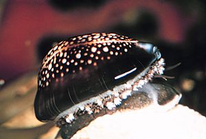 Cypraea caputserpentis