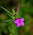 Deptford Pink (Dianthus armeria) flower
