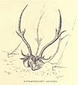 Douglas Hamilton, Axis Deer