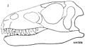 Dromaeosaurus albertensis holotype
